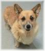 corgi2[1].JPG